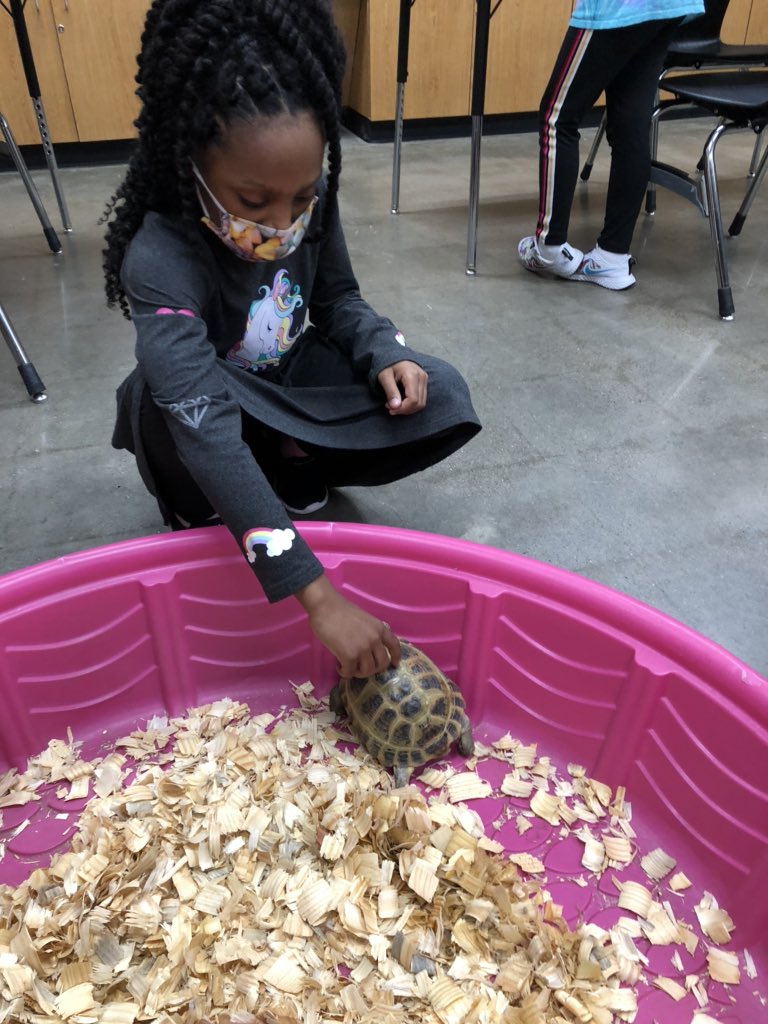 JowellScience's tweet photo. 4th grade investigates structures and functions of animals in the science lab. #teamjowell https://t.co/jfhZxNY7CM