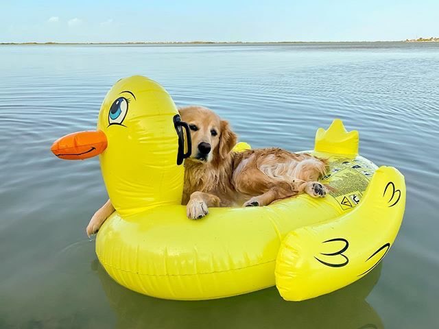 This is Vink. She protec, she attac, she chill on floatie that goes ᑫᵘᵃᶜᵏ