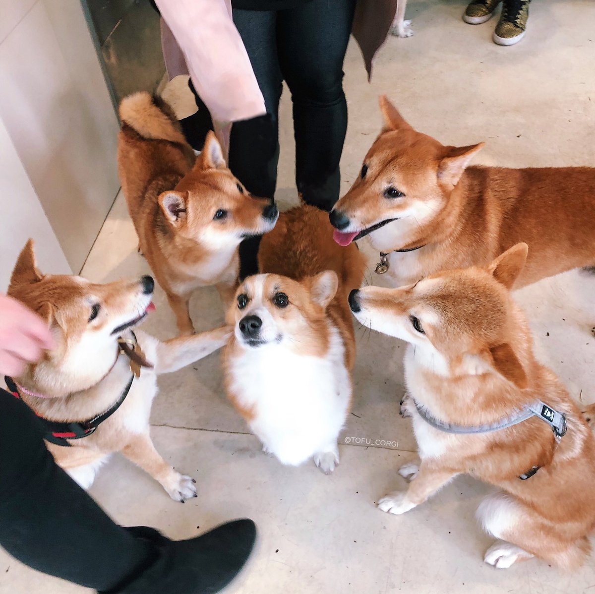 This is Tofu, she protec, she attac, she the only Corgo in the shiba ᵖᵃᶜᶜ