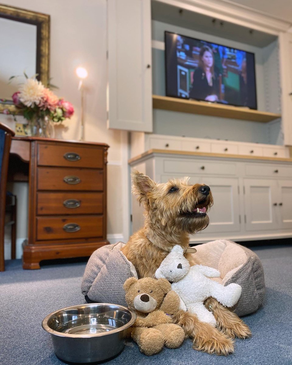 TheOldTollgate's tweet photo. 🐾 The secret’s out... we’re now dog friendly! We’re so pleased to announce that you can bring your four-legged companion to stay, so they can enjoy an Autumn #Staycation too! 🍂🌾 
#DogFriendly #DogFriendlyHotel #WestSussex https://t.co/Z2jrTIdBSX