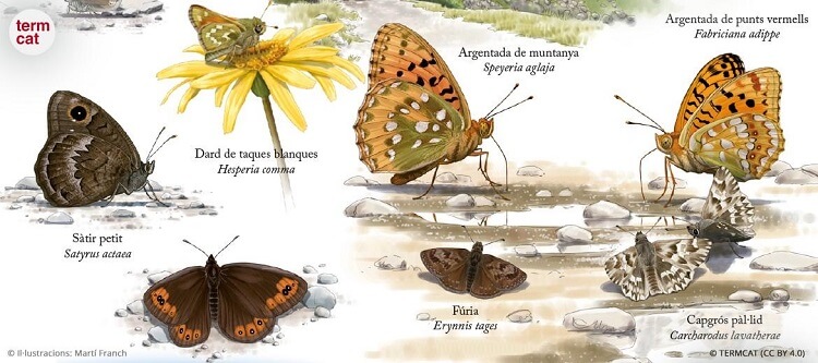 No podem estar més enamorades de la 3a edició del diccionari en línia 'Noms de les papallones' que publica el <a href="/termcat/">Termcat</a> 😍 Hi podreu trobar tot d'espècies diürnes il·lustrades per <a href="/MartiFranch/">Martí Franch</a>, una meravella! 👉termcat.cat/ca/diccionaris…) 🦋