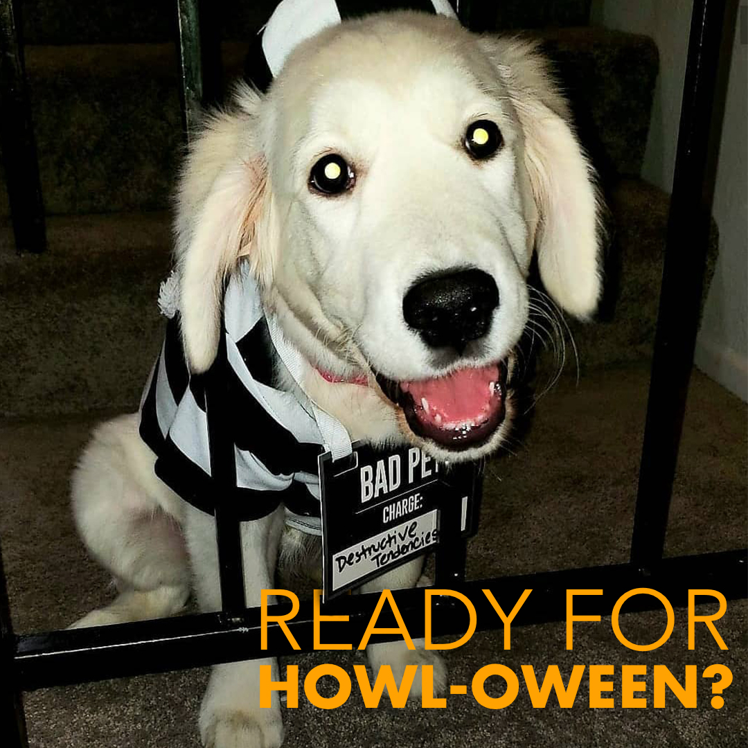 smartfinal's tweet photo. We know your four-legged life partners aren’t sitting this holiday out! 🐶 Show us your pet’s positively pawsome Halloween costume, or a photo of them in a truly spooktacular location with hashtag #MySmartandFinal for the chance to win a $250 gift card! 📸: Katya R https://t.co/QFxOxnUduu