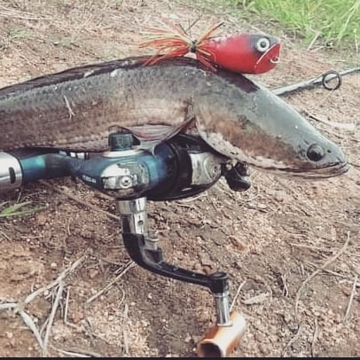 MancingPlayer's tweet photo. Channa striata
#mancingteros
#fishingcanada #fishinggirl #fishingtackle #fishing
#fishingspot #fishinggear
#fishingapparel
#fishinglure #mancing #mancingliar #mancingikan
#mancingmaniatrans7 #mancingmaniamantap
#mancingsungai
#mancingdilaut
#pemancingan #hobimancing https://t.co/F9G0aOwE19