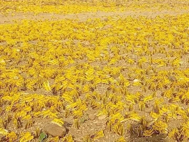 demissewt's tweet photo. Desert locust devastating all the crop in #Ethiopia! An Armageddon for the helpless farmers😭#politicsisnoteverything https://t.co/Mka7XtgBTp