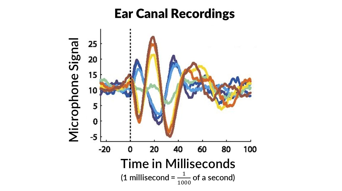 When they looked at the pressure changes inside people's ear canals, they saw something surprising: a distinct up-and-down pattern as the eyes moved! The eyes caused the eardrum to move, even though there was no sound! 8/13