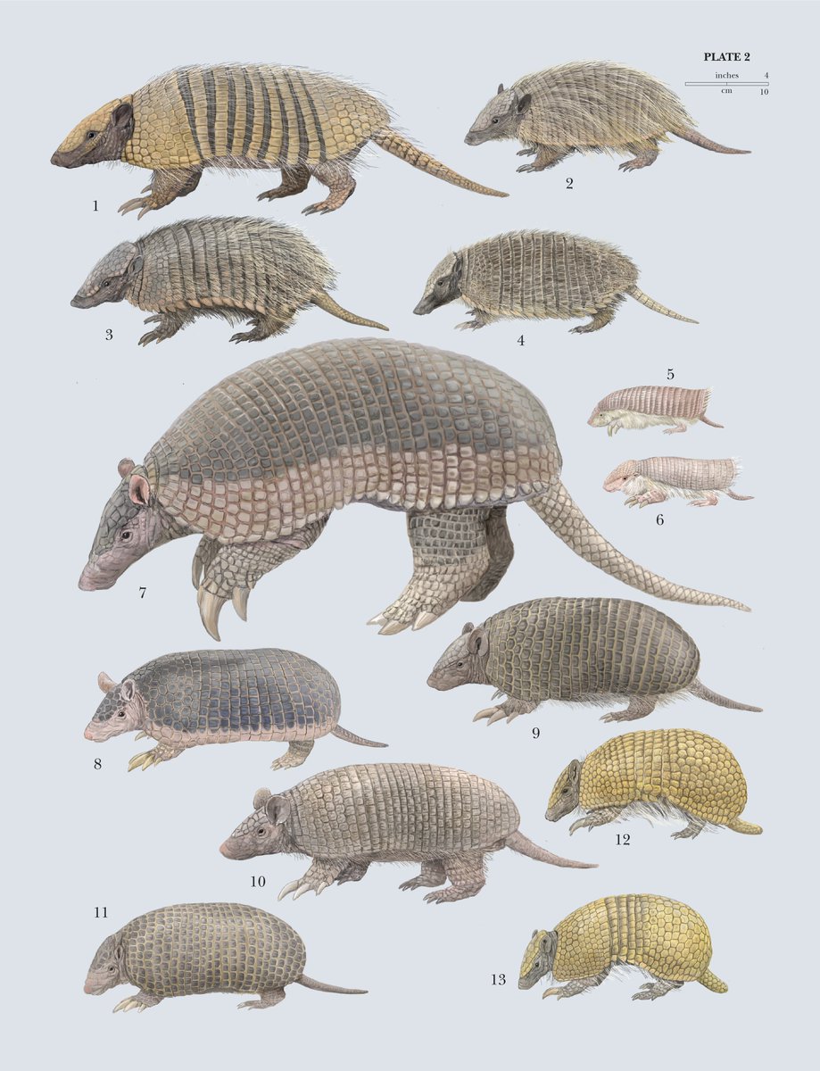 Son un ejemplo de éxito evolutivo con pocos cambios desde millones de años. #Animales adaptables y resistentes, merecen ser conocidos a fondo. Ya, en Crónicas de #Fauna: "Los armadillos, reliquias acorazadas" bit.ly/3dfbpah  (lámina: Handbook mammals of the #World)