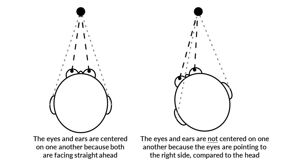 This is important because the eyes can move even if your head stays still, while your ears always move with your head. This means the brain has to work constantly to align information from the eyes and ears! The vibrations in the ear might be part of how that works 11/13