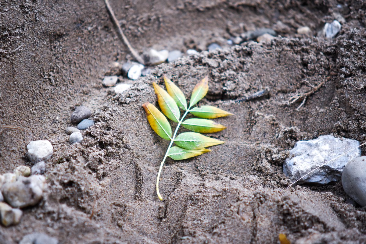 International School of Düsseldorf tweet media