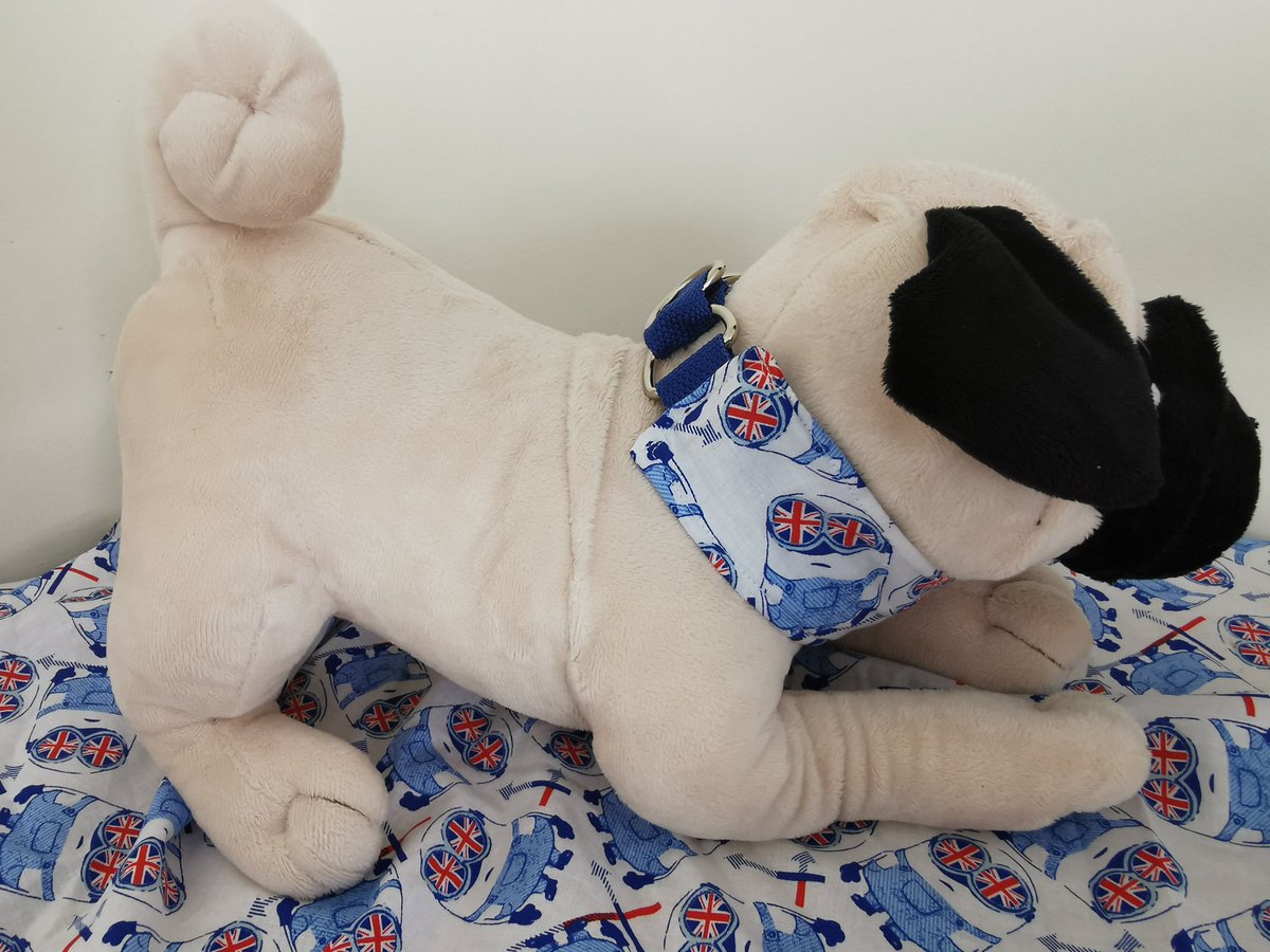 DesignsK9's tweet photo. New line from K9 DESIGNS #martingale #collars #dogstyle #greyhounds #whippets https://t.co/GOtuUMGhsr