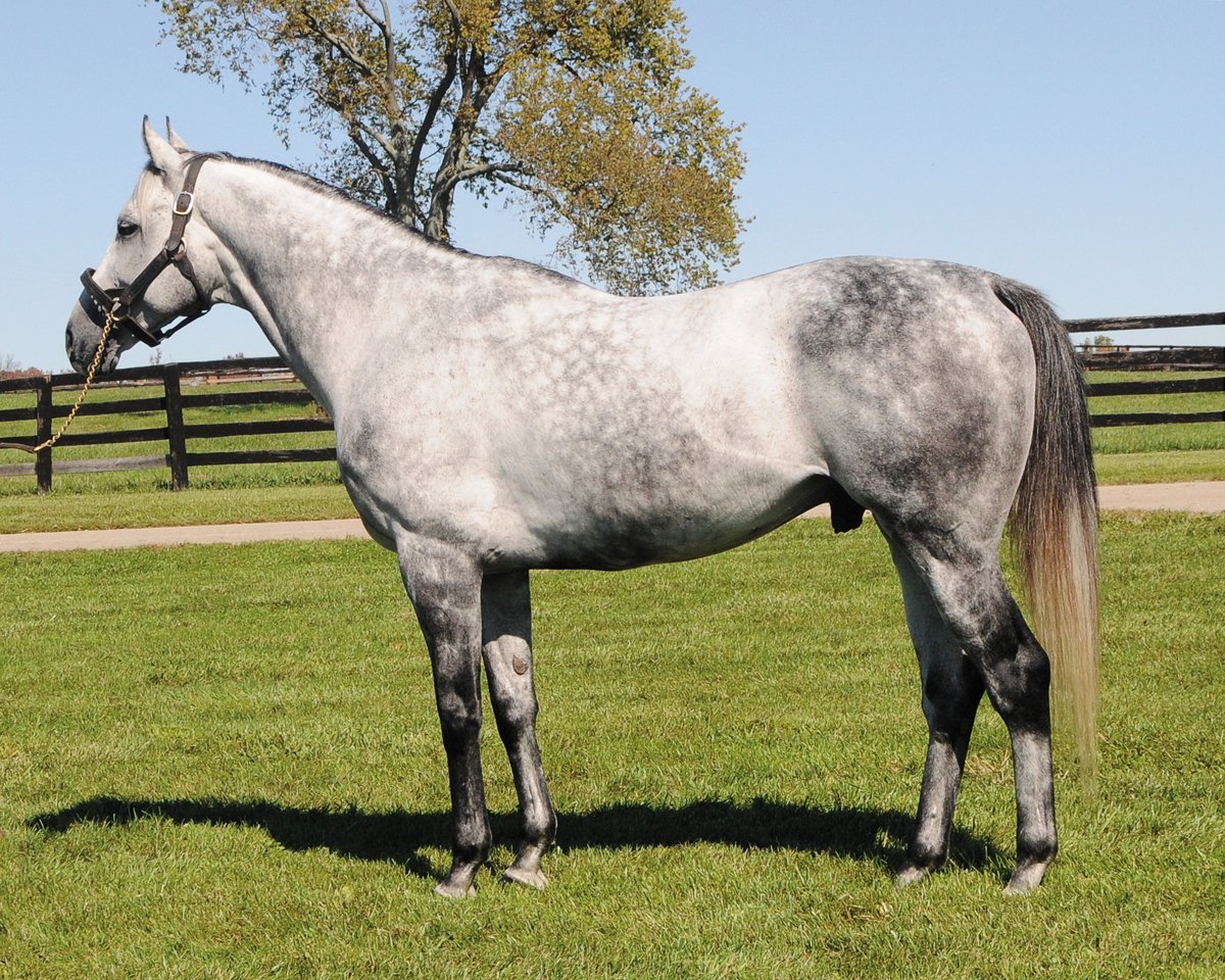 Unbridled Express has honed the power of three in his breeding career, siring three stakes winners in the state of Indiana and hitting the top of the Indiana sire list after three years of being in the top 10. Read more - bit.ly/2FfnakJ