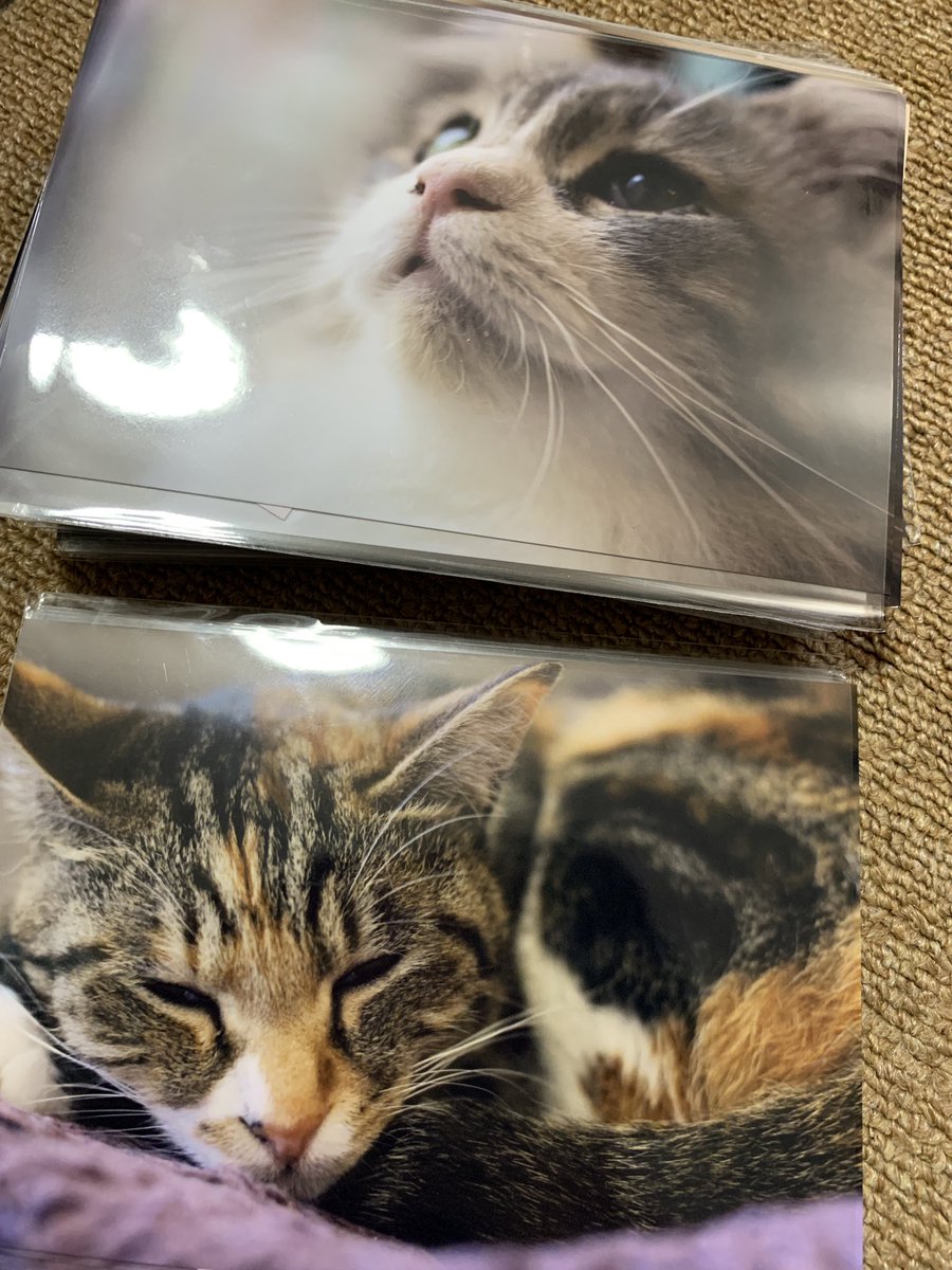 sa_hanabi's tweet photo. #plusp15
+P15作品受け取りに行ってきました!
20枚お買い求めありがとうございます!
売上の25%は保護猫カフェmataxtabi様を通じて、保護猫活動に役立てられます。
ご協力ありがとうございました! https://t.co/L8OifNFRLj