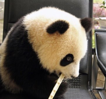 day 61 of nhlers as fluffy animals: patrick as a panda edition 