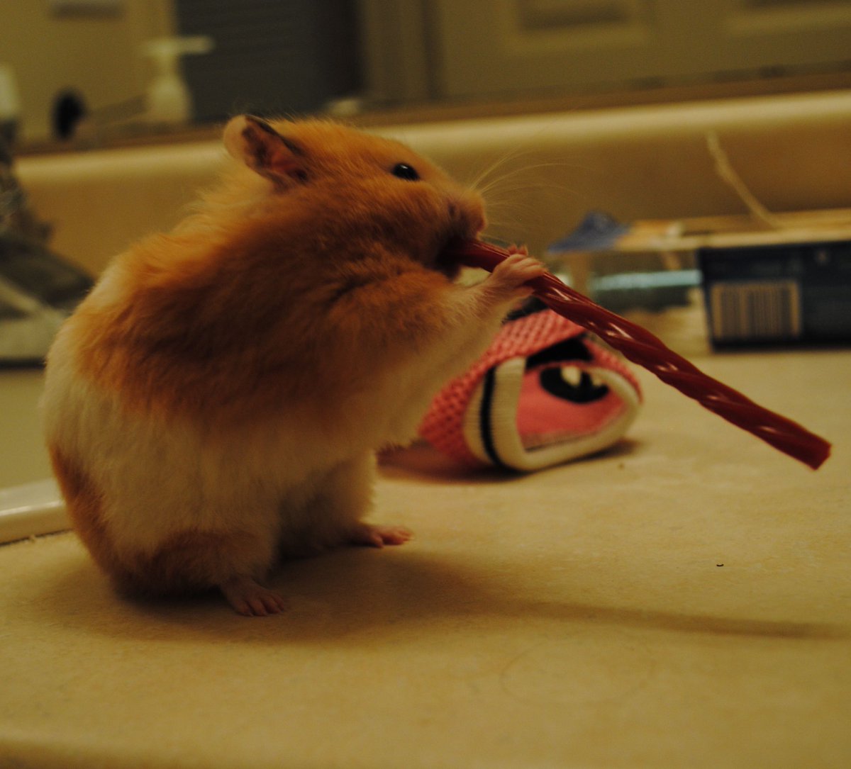 bonus association: more hamster patrick 