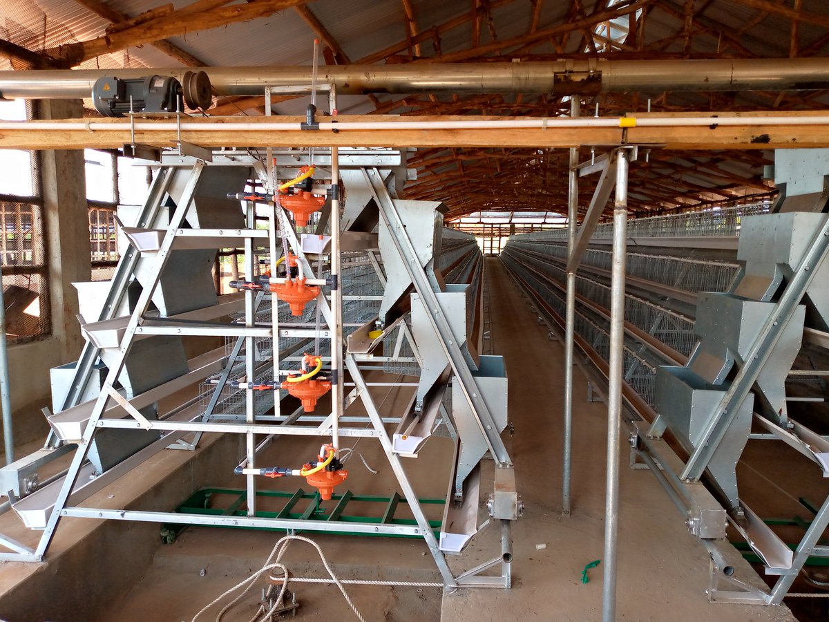 poultrycagesug's tweet photo. If we say that we're the kings of poultry cages,  it's not a joke we're serious about it we deliver our best to our customers .... 

For our Quality services call us on +256786954682 / whatsapp +256758422007 we shall be ready and happy to serve you.... https://t.co/vnRhlnwGBt