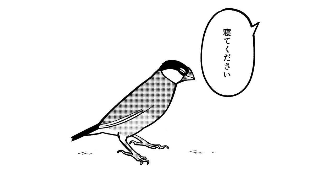 文鳥「寝ません」 