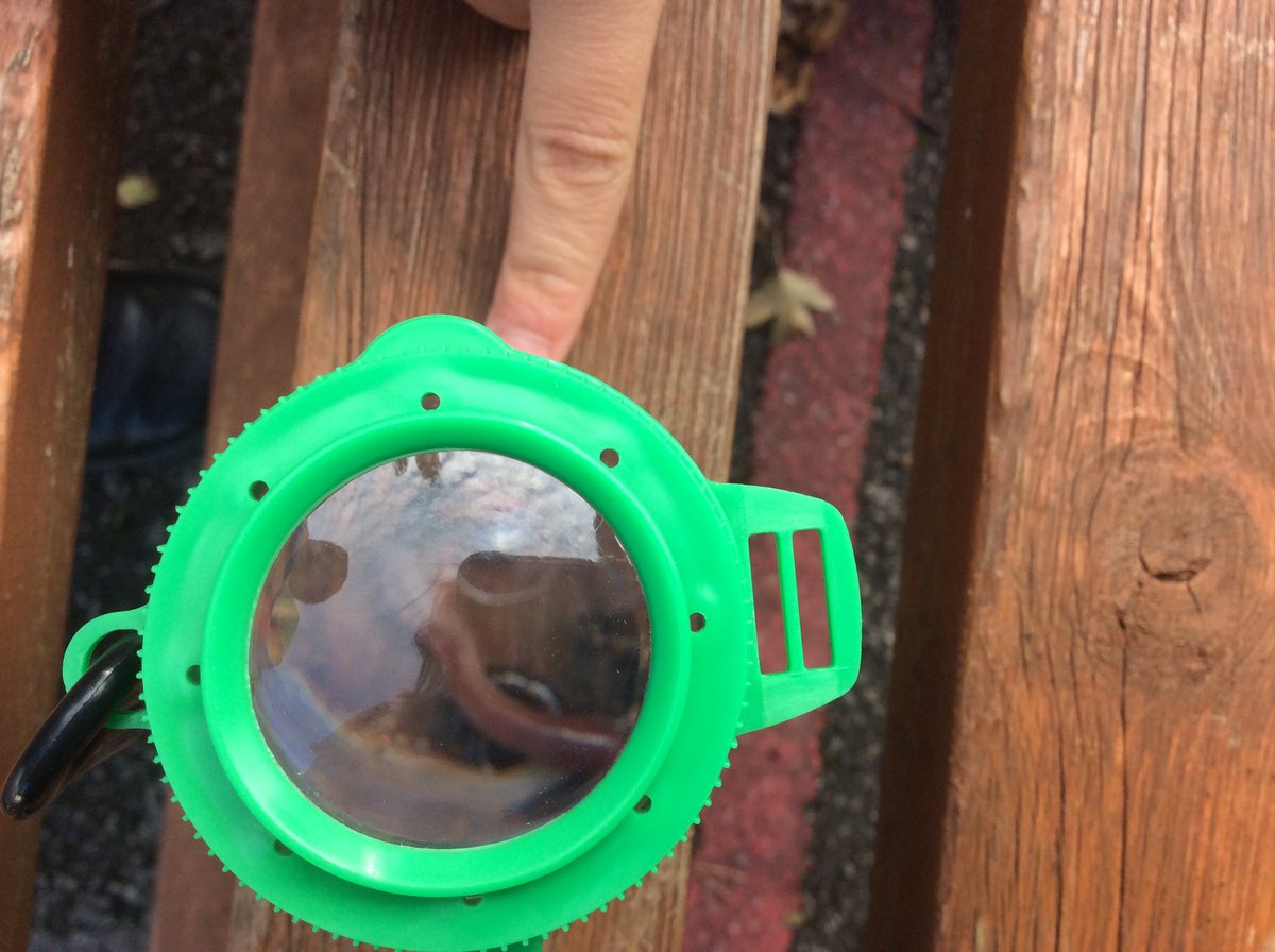 Timbertree YSA tweet media