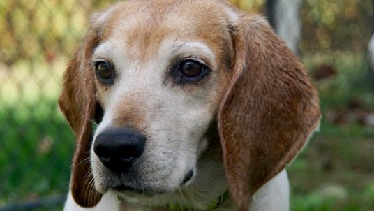 I'm Dasher.  I look sad cause I'm back at the shelter.  My 2nd time.  My owners tried -- but I was just too much for them.  I'm sweet, walk nicely &amp; really quiet for a #beagle.  
Will you spread the word that I'm looking for a home....again? 
<a href="/beaglefacts/">Beagle Facts</a>