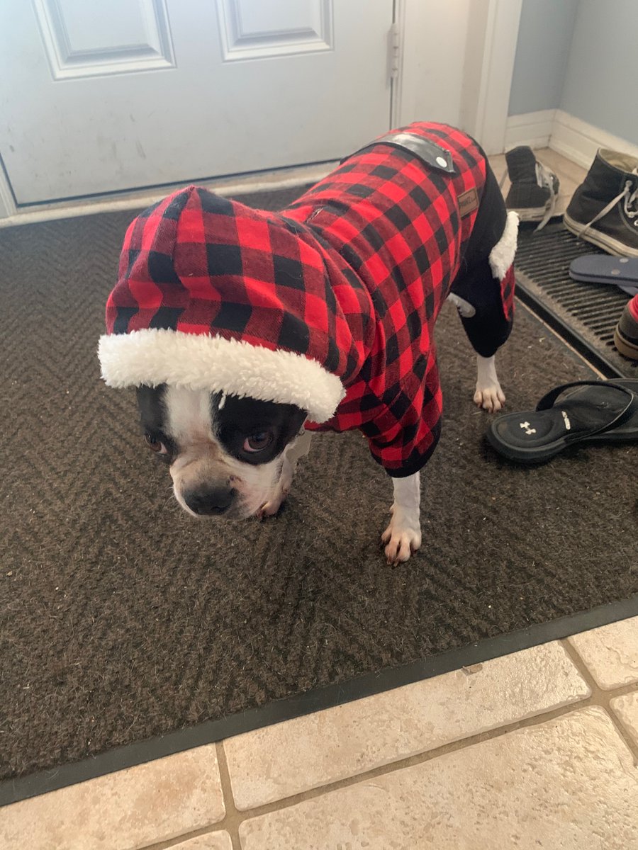SaraKilmury's tweet photo. @EleanorMKM I present to you, one of my dogs in all her idiotic glory https://t.co/Xk4eTDIcK3