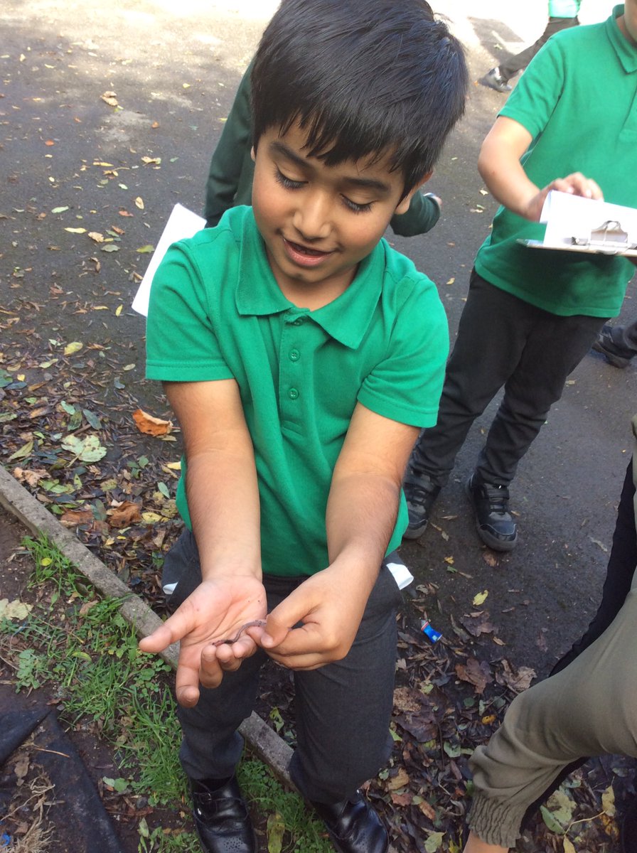 Timbertree YSA tweet media