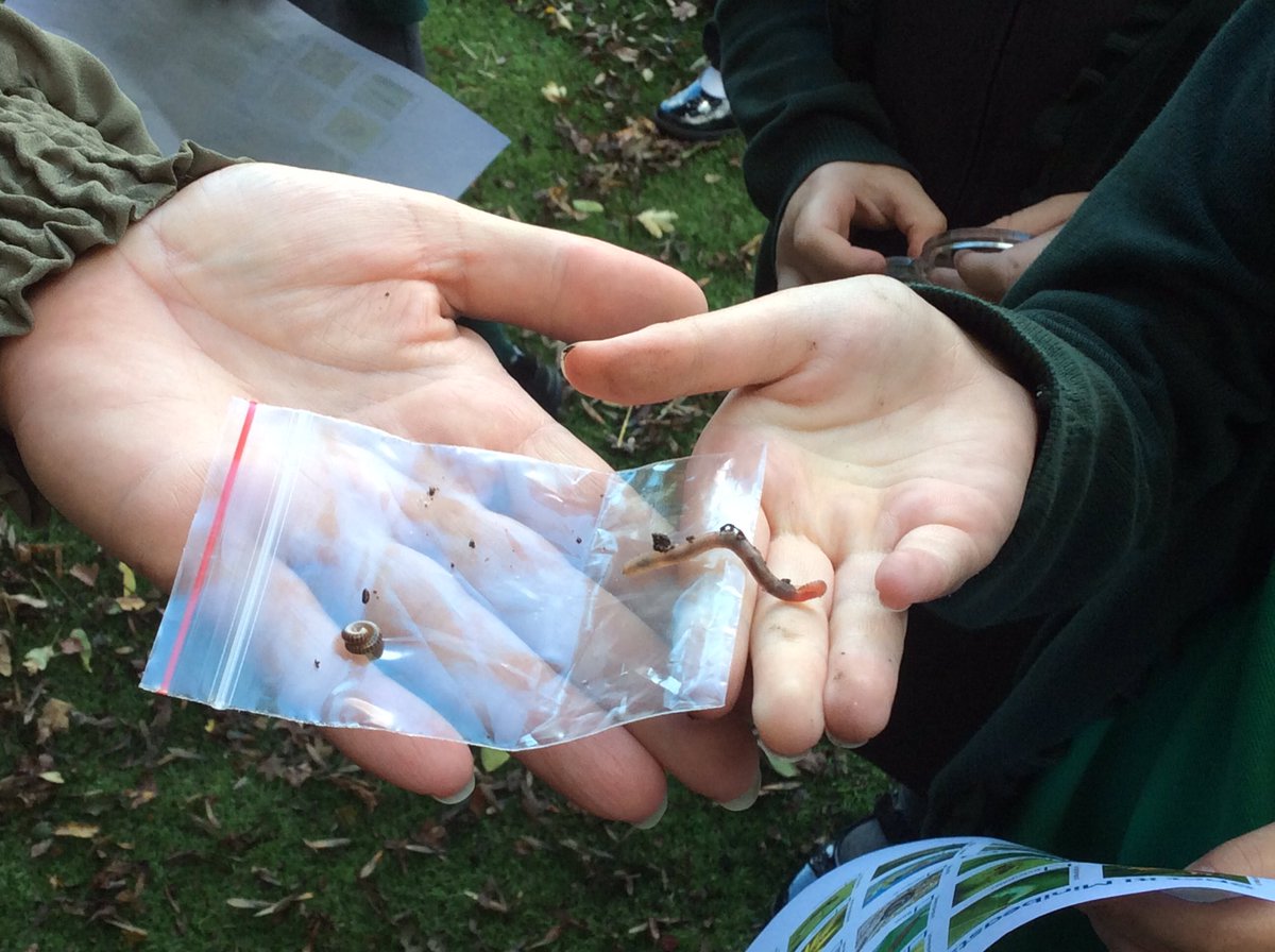 Timbertree YSA tweet media