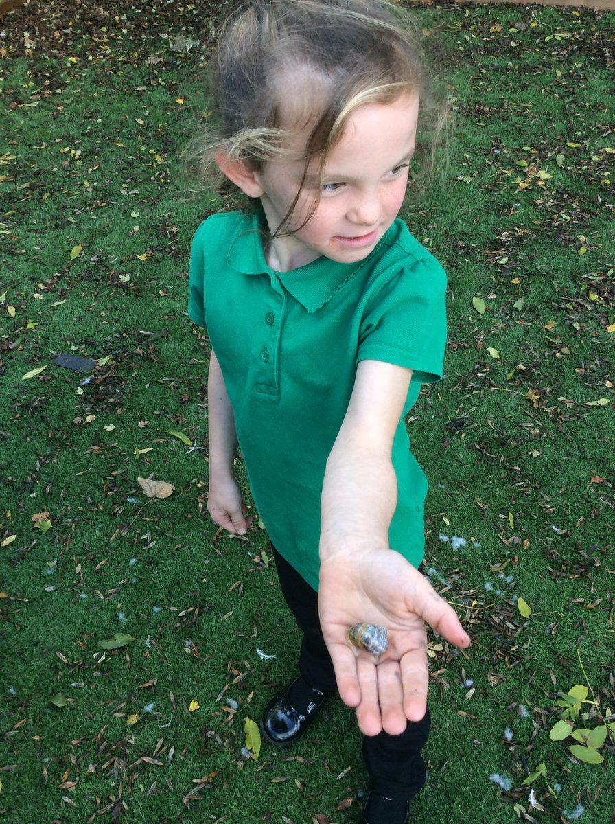 Timbertree YSA tweet media