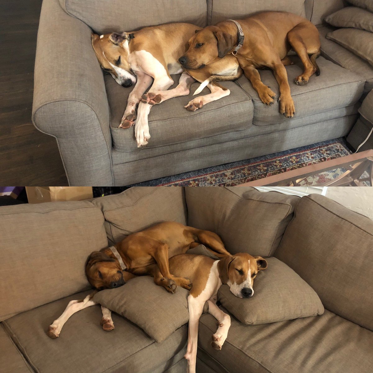 Can you tell where our favorite place to be is? On the couch, on top of each other because sister cuddles are the best! #couchdogs #sisterlove #sleepypuppies 😴🐶💕