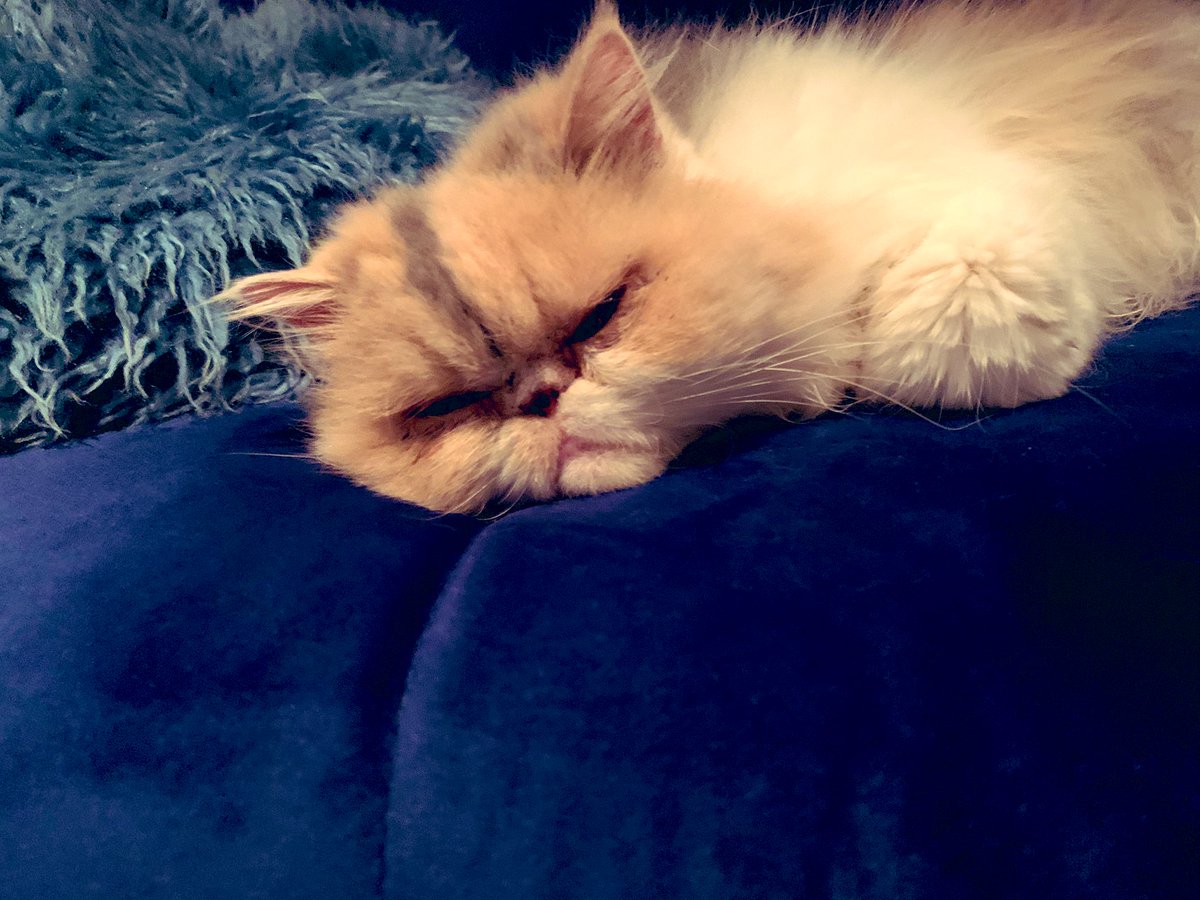 GraceWaring22's tweet photo. Furry Friday feeling π»π»
#Friday #FridayFeeling #FridayFeels #GrumpyBlueCat #CatsOfInstagram #catphoto #Cats #cat #catlife #petsoftwitter #pets #loveanimals #blue_sky_cats #catlovers #cats_of_instworld #catscatscats #catpicture #catworld https://t.co/JKnolJtkwA