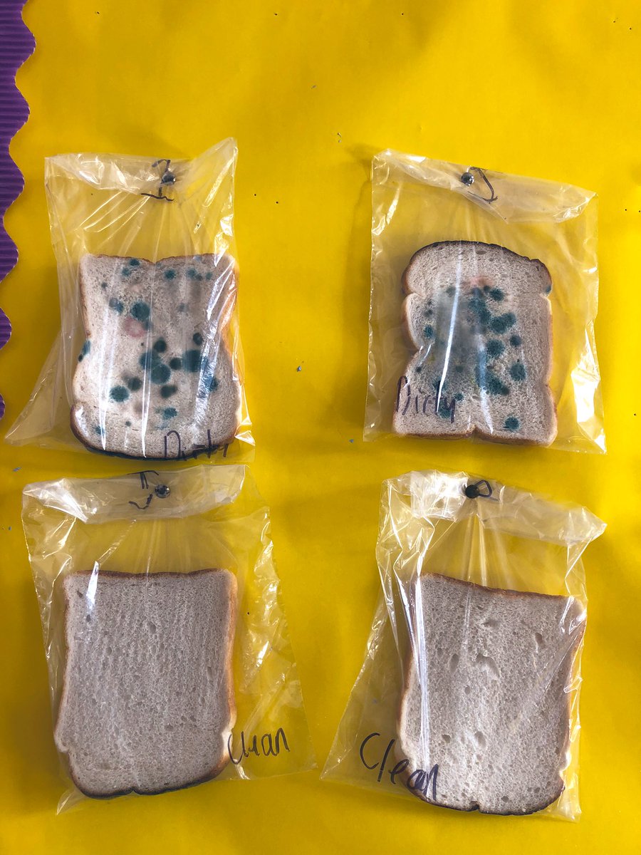 MsCoyles's tweet photo. Can you guess which slice of bread we passed around the class? One slice is full of germs 🦠 and the other wasn’t touched. @stmarysfairview #WashYourHands #Science https://t.co/DRdmHgNzwB