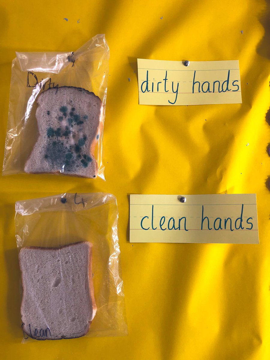 Can you guess which slice of bread we passed around the class? One slice is full of germs 🦠 and the other wasn’t touched. <a href="/stmarysfairview/">St. Mary's N.S.</a> #WashYourHands #Science