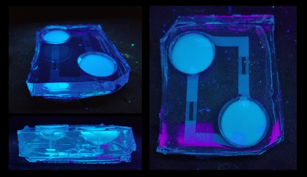 It's #FluorescenceFriday! Here's our lymphatic vessel chip filled with fluorescent #biliverdin. 
#CENChemPics #TissueChip #OrganOnAChip #Microfluidics
Check out our recent paper here: pubs.acs.org/doi/abs/10.102…