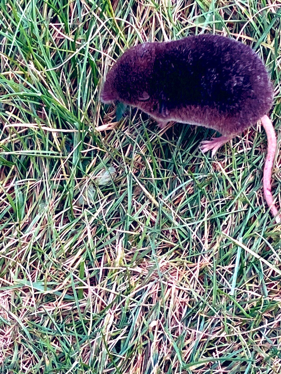 gmd_bear's tweet photo. Went to Alyth today. Walked up the hill and to the den. Saw a shrew. It was lovely! #OctoberWalks #VisitScotland https://t.co/MryaR8bxDX