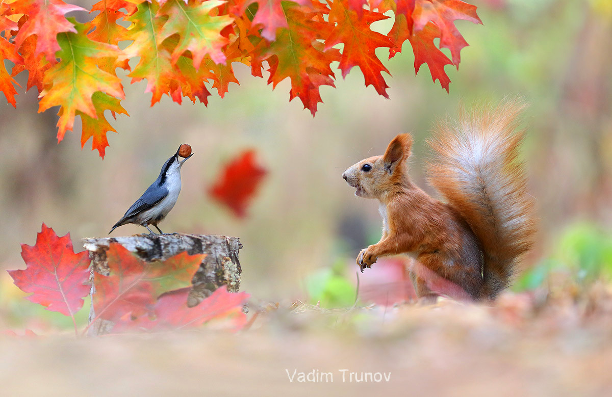 Игорь-сан 🙋‍♂️ tweet media