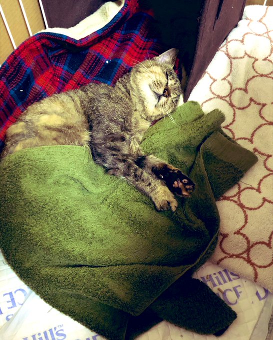 (実は子猫じゃなくて普通におばあちゃん猫だった事実)
(痩せ細って小さく見えたから子猫だと思い込んでた) 