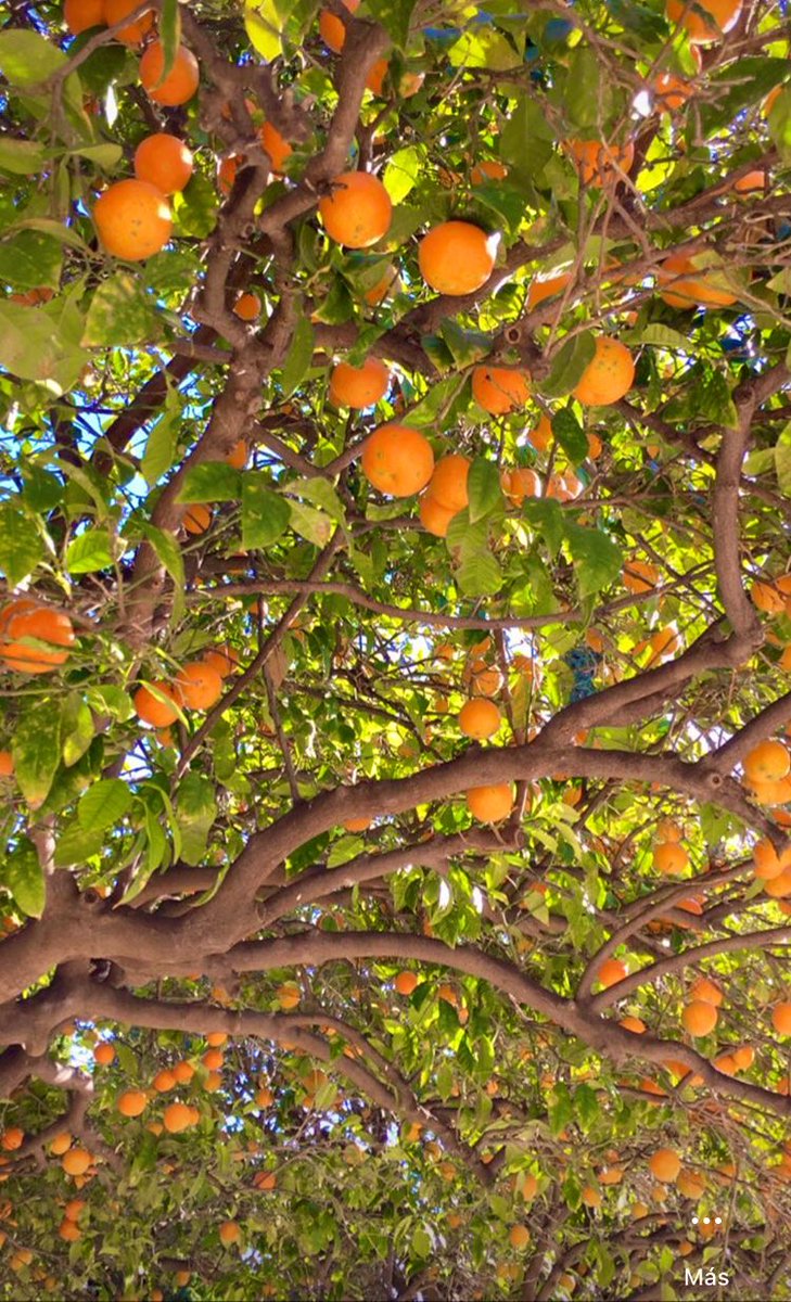 Feliç 9 d’Octubre
💙❤️💛
#9Octubre