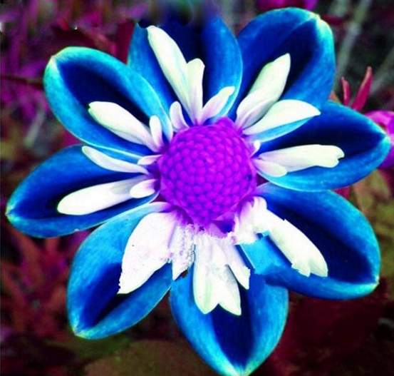 Thread: Rare flowers and Disha Salian :)  #WhoKilledDisha Blues!