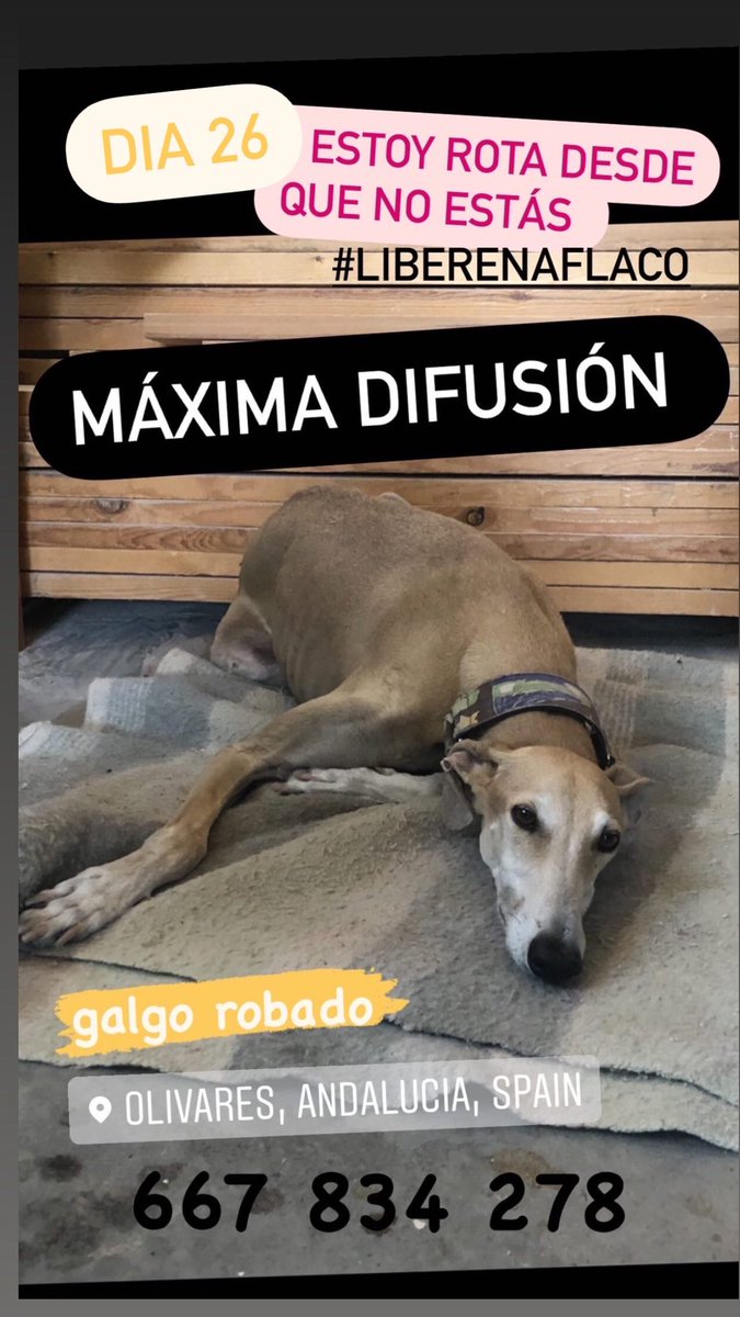 Ringuita92's tweet photo. AYÚDENME A DIFUNDIR 🙏🏻 https://t.co/Y9UF1dIj8u