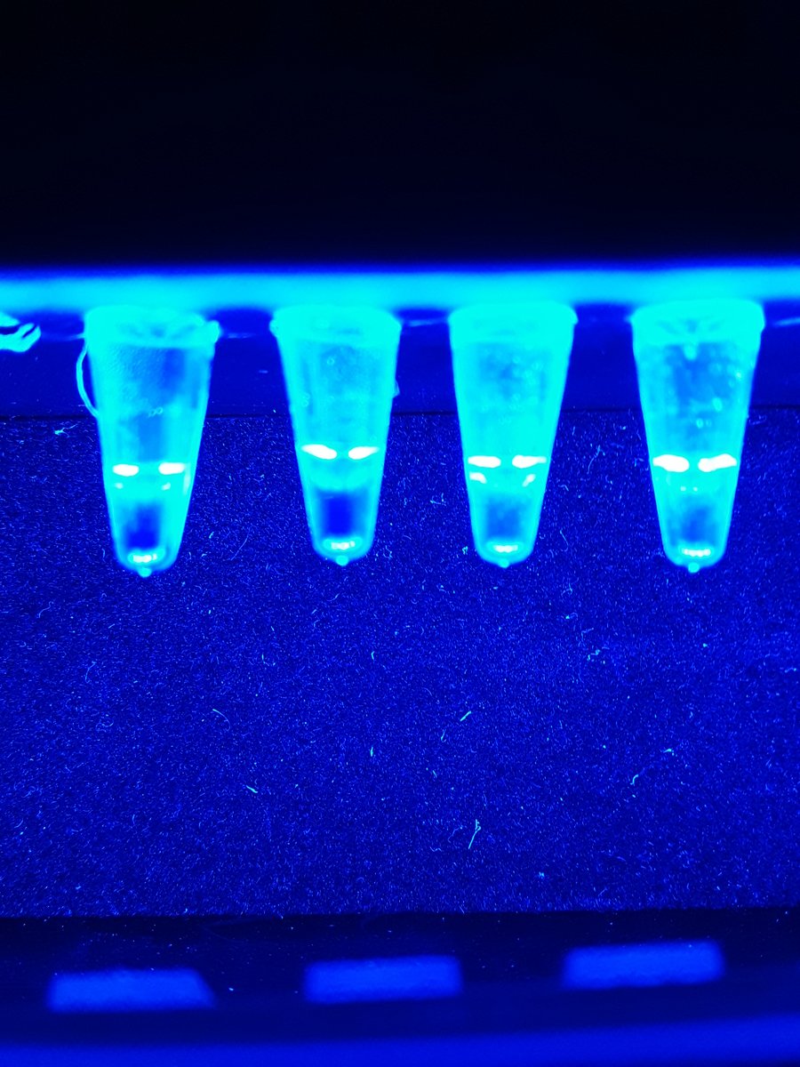 Labs at home! Thank you to <a href="/MassInsightEdu/">Mass Insight</a> <a href="/miniPCR/">miniPCR bio</a> <a href="/MALifeSciences/">Massachusetts Life Sciences Center</a> for helping my students get hands on experience in biotechnology skills and interesting labs in these tough times!