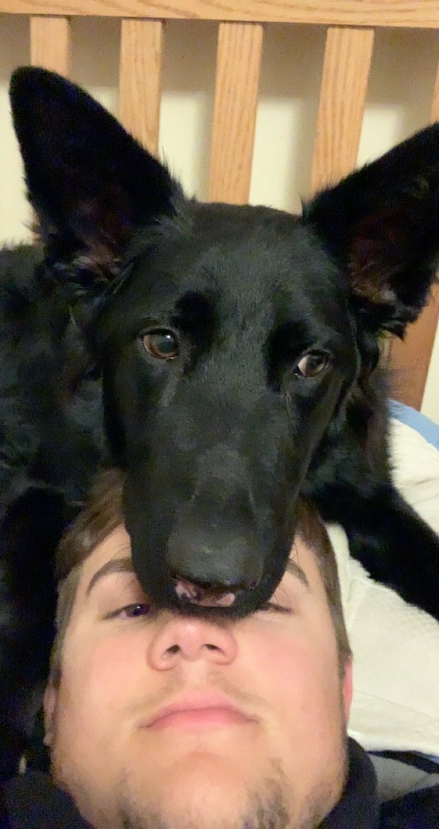 wileycollin1's tweet photo. It’s been a crazy ride with the pup so far...#howitstartedvshowitsgoing https://t.co/NenQ7ZA5Rd