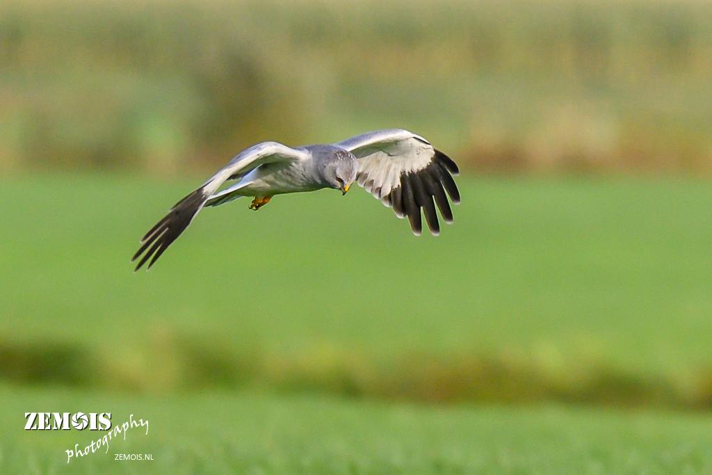 Jagende blauwe kiek vanmiddag...

<a href="/waarneming/">Waarneming.nl</a> <a href="/Sovon/">Sovon Vogelonderzoek Nederland</a> <a href="/Vrijevogel56/">Roel Janssen🇺🇦🍀🌹</a> <a href="/racinghenk/">Henk Schreuders</a> @Tim_Asbreuk <a href="/KJarkema/">Klaas Jan Arkema</a> @machieldevos  
#BlauweKiekendief #vogels #HenHarrier @AAFuster