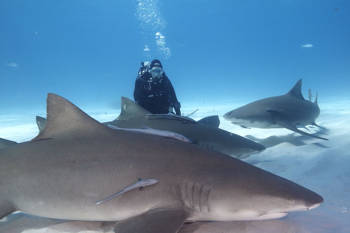 SharkprojectD's tweet photo. Das #Seitenlinienorgan erstreckt sich beim #Hai von den Kiemen bis hin zur #Schwanzflosse. Durch die Verbindung mit den #Sinneszellen können dadurch die Größe ihrer Beute oder auch des Konkurrenten scannen, indem sie sie umkreisen.
#Sharkeducation #Sharkproject https://t.co/rZ7lzPdPYo