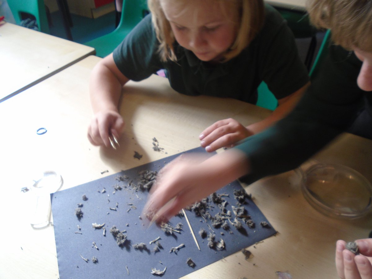 EdgarSewter's tweet photo. Year 3&4 enjoyed investigating the contents of owl pellets as part of their learning. At first, they were a little hesitant as it seemed a bit gruesome however there was much excitement upon discovery of skulls! @suffolkowls @ASSETEdu #educatingEdgar https://t.co/ZXtfdWsMPI