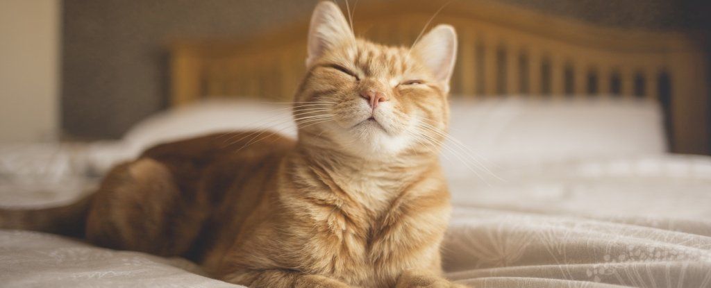 maximaxoo's tweet photo. #Science: study confirms #SlowBlinks really do work to communicate with your #cat
βΊ https://t.co/8Z0g1RxokH via @ScienceAlert https://t.co/RmXSUf61WP