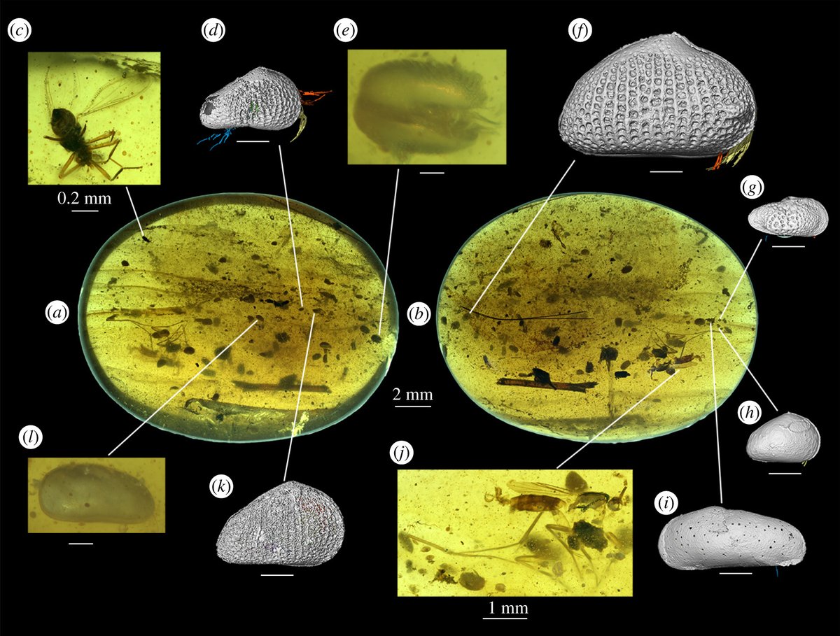 7) Exceptional preservation of reproductive organs and giant sperm in Cretaceous ostracods royalsocietypublishing.org/doi/10.1098/rs… #Paleontropica #FossilFriday 8/9