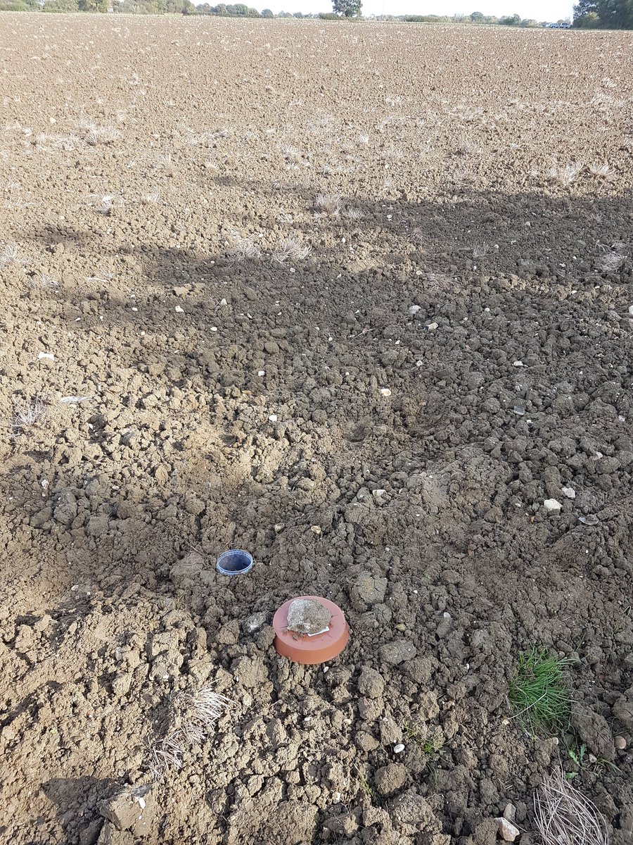 allohexaploid's tweet photo. Fab day setting up the first round of trapping at #StrategicFarmEast @The_Barker_Boys looking at the impact of flowering strips on enhancing beneficials/presence of slugs and impacts on BYDV. Even in October there is plenty of life &amp; colour present 🐛🐞🐌@AHDB_Cereals @niabgroup https://t.co/nefZ66jJbZ