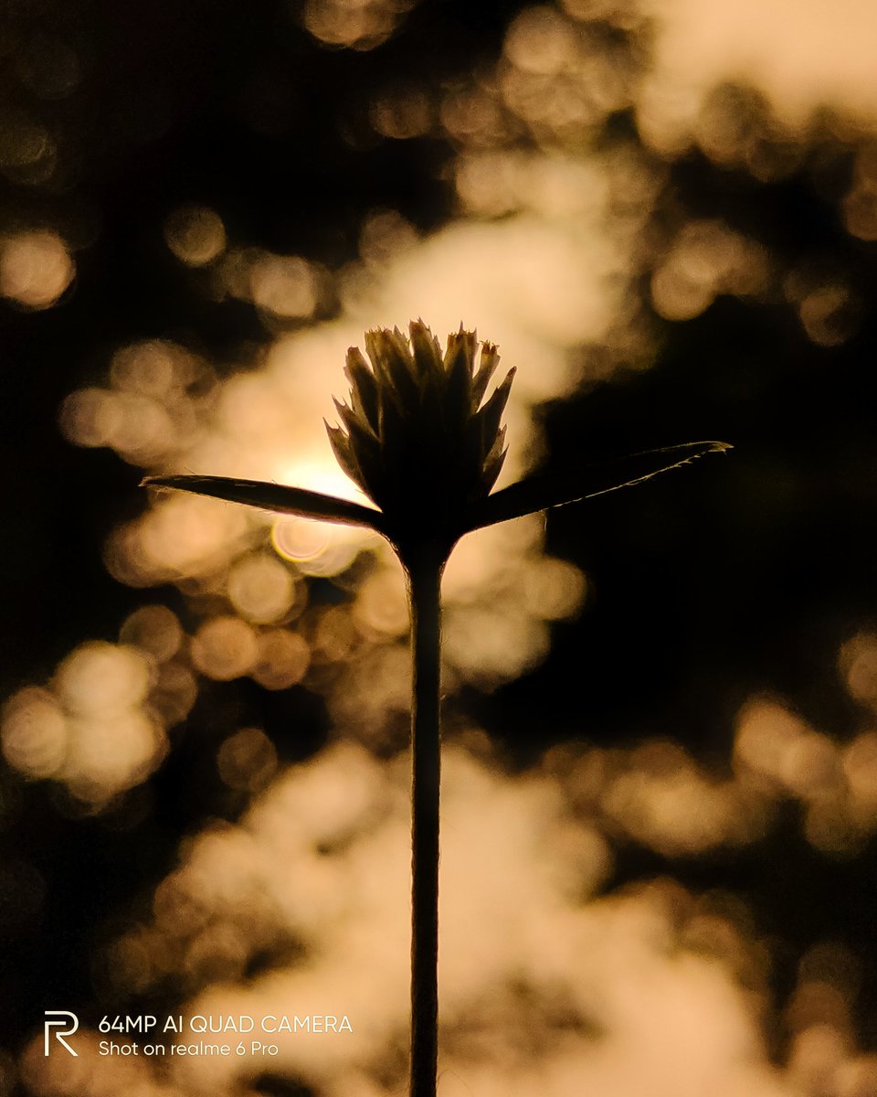 pixelsbyrishav's tweet image. Silhouettes + Macros 💛

#shotonrealme #realme6pro @realmemobiles @MadhavSheth1 @NeonVikash @nidhi_bhatia @FrancisRealme