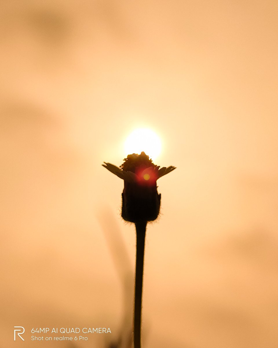 pixelsbyrishav's tweet image. Silhouettes + Macros 💛

#shotonrealme #realme6pro @realmemobiles @MadhavSheth1 @NeonVikash @nidhi_bhatia @FrancisRealme