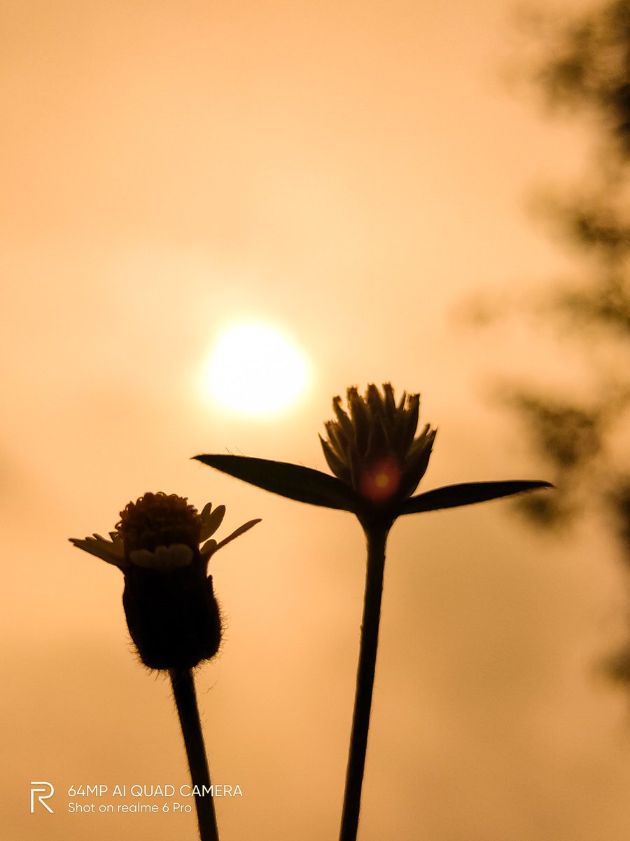 pixelsbyrishav's tweet image. Silhouettes + Macros 💛

#shotonrealme #realme6pro @realmemobiles @MadhavSheth1 @NeonVikash @nidhi_bhatia @FrancisRealme