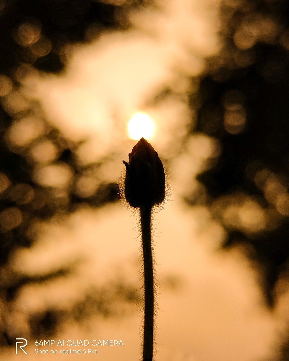 pixelsbyrishav's tweet image. Silhouettes + Macros 💛

#shotonrealme #realme6pro @realmemobiles @MadhavSheth1 @NeonVikash @nidhi_bhatia @FrancisRealme