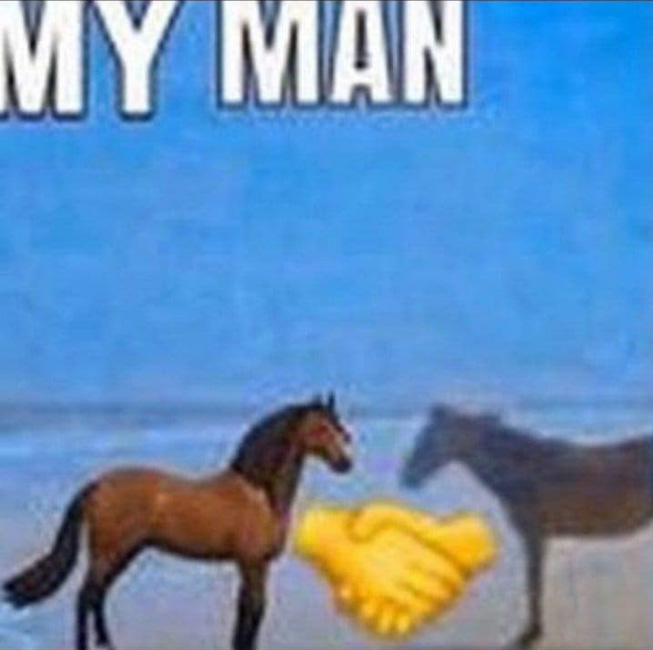 reactions on X: horse at beach and emoji horse shaking hands my