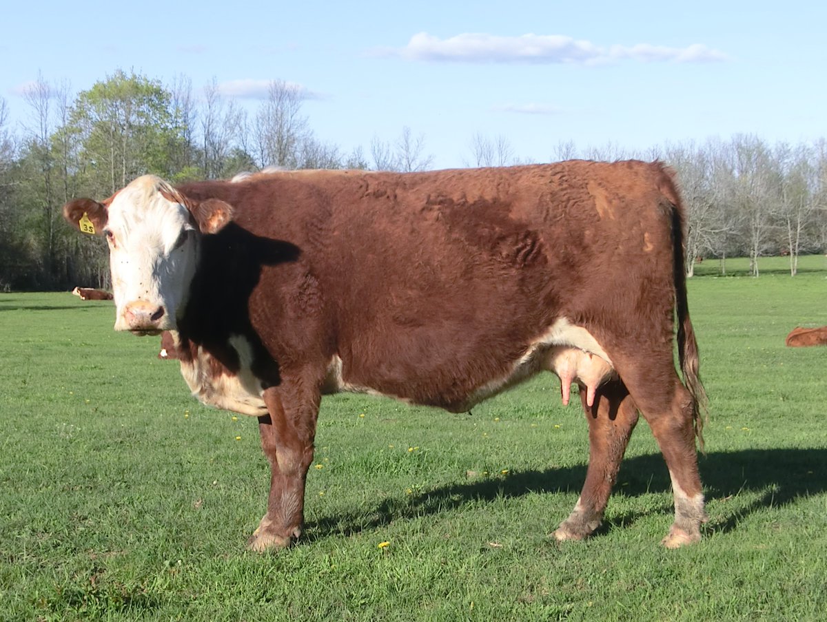 Shipped out the oldest cow we have. At 14, she had a good run, was a home-grown #EasyKeeper 🤠